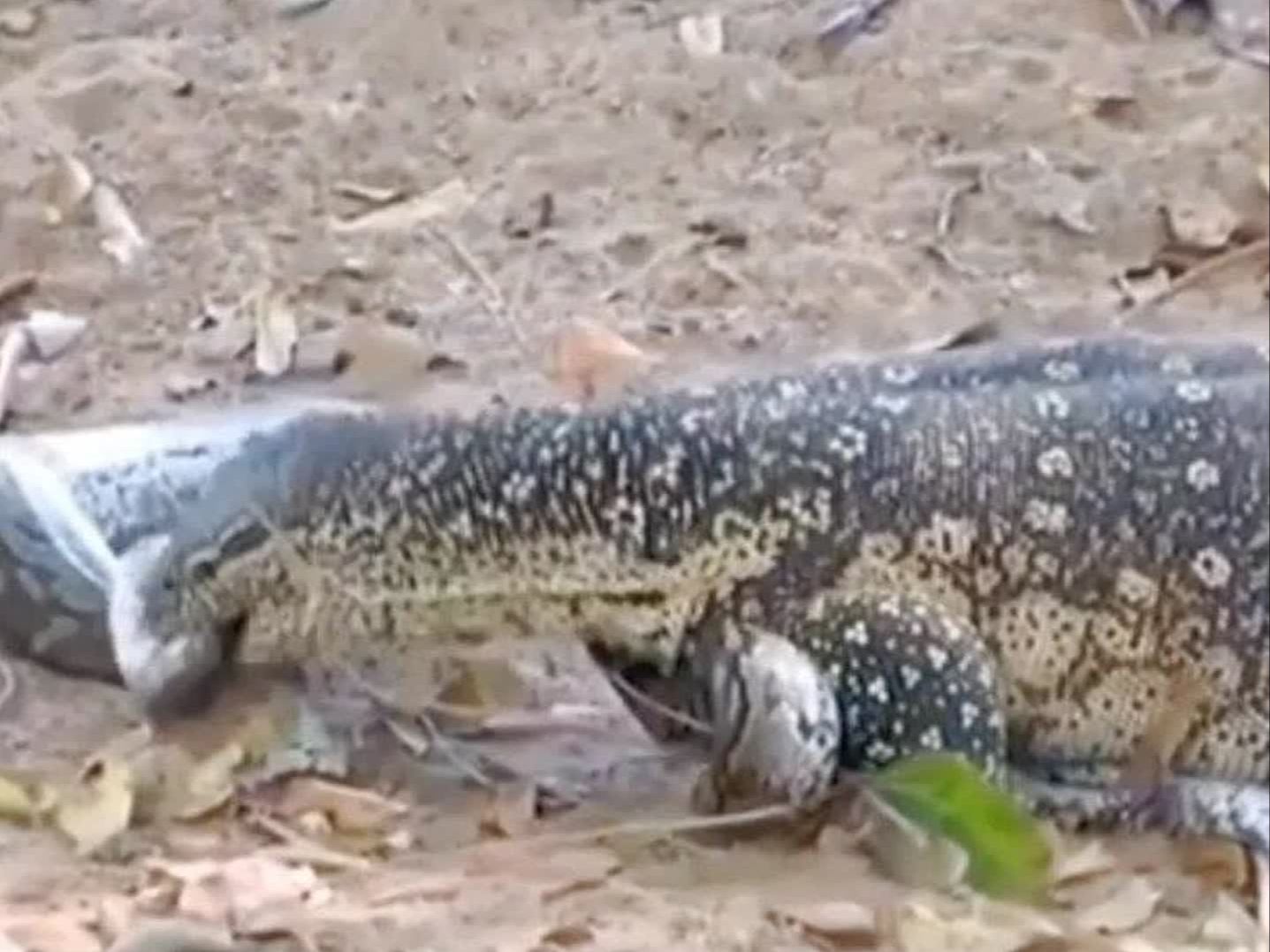 科莫多巨蜥大战蟒蛇! 的战斗