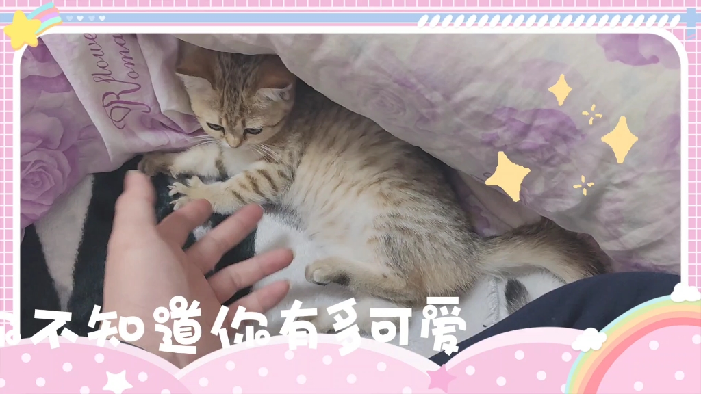 美短金虎斑,就叫黑虎阿芙好了哔哩哔哩bilibili