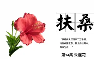 Download Video: 朱槿花，神话传说中的扶桑花，小时候的甜蜜补给