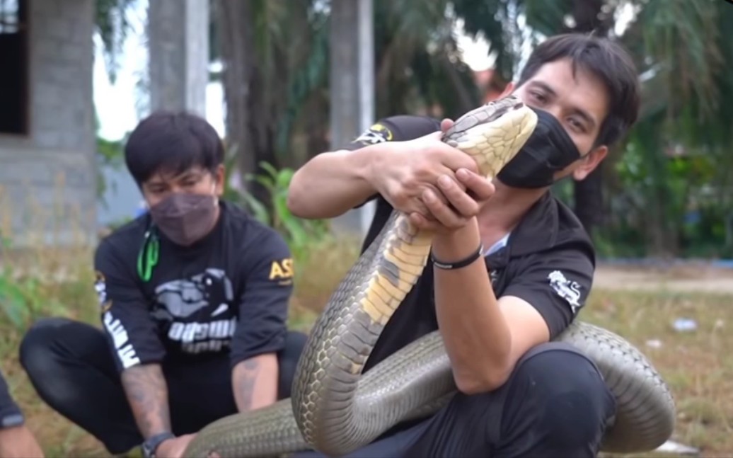 泰国蛇王传说图片