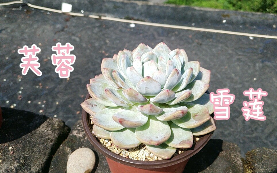 [锦鲤多肉]芙蓉雪莲状态记录~持续更新哔哩哔哩bilibili