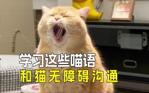 Download Video: 🐱猫咪叫声的秘密：它们发明了专门的猫语❗️