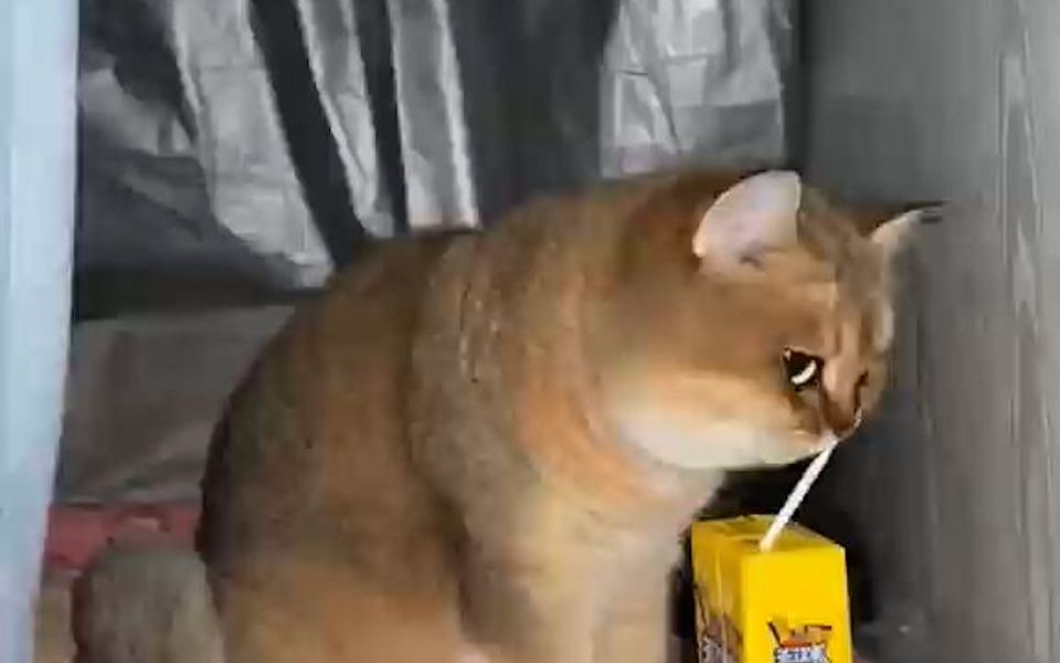 小猫偷喝冰红茶,眼睛一下子就亮了 耳朵都竖起来了 猫:你小子喝这么好