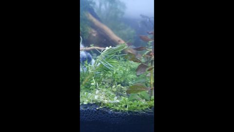 伪装成水草的虫 哔哩哔哩