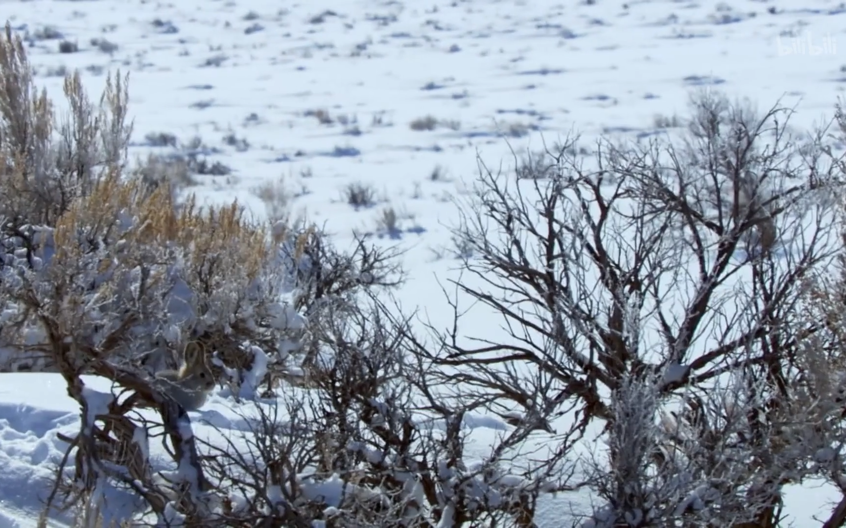 [图]【北美大地】看点15：在沙漠中雪和沙子是一样的只有聪明的动物才能真正的获取到水-竖版