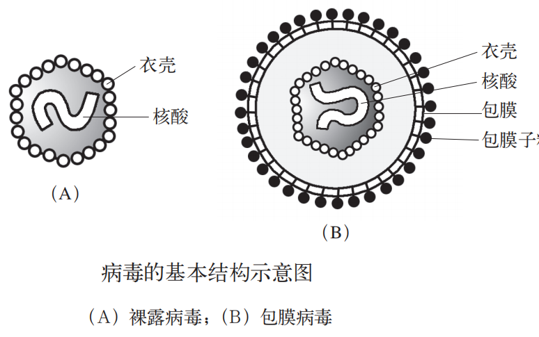 生物等级考热点新型冠状病毒全方位解析哔哩哔哩bilibili