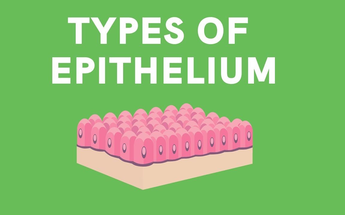 上皮类型 types of epithelium