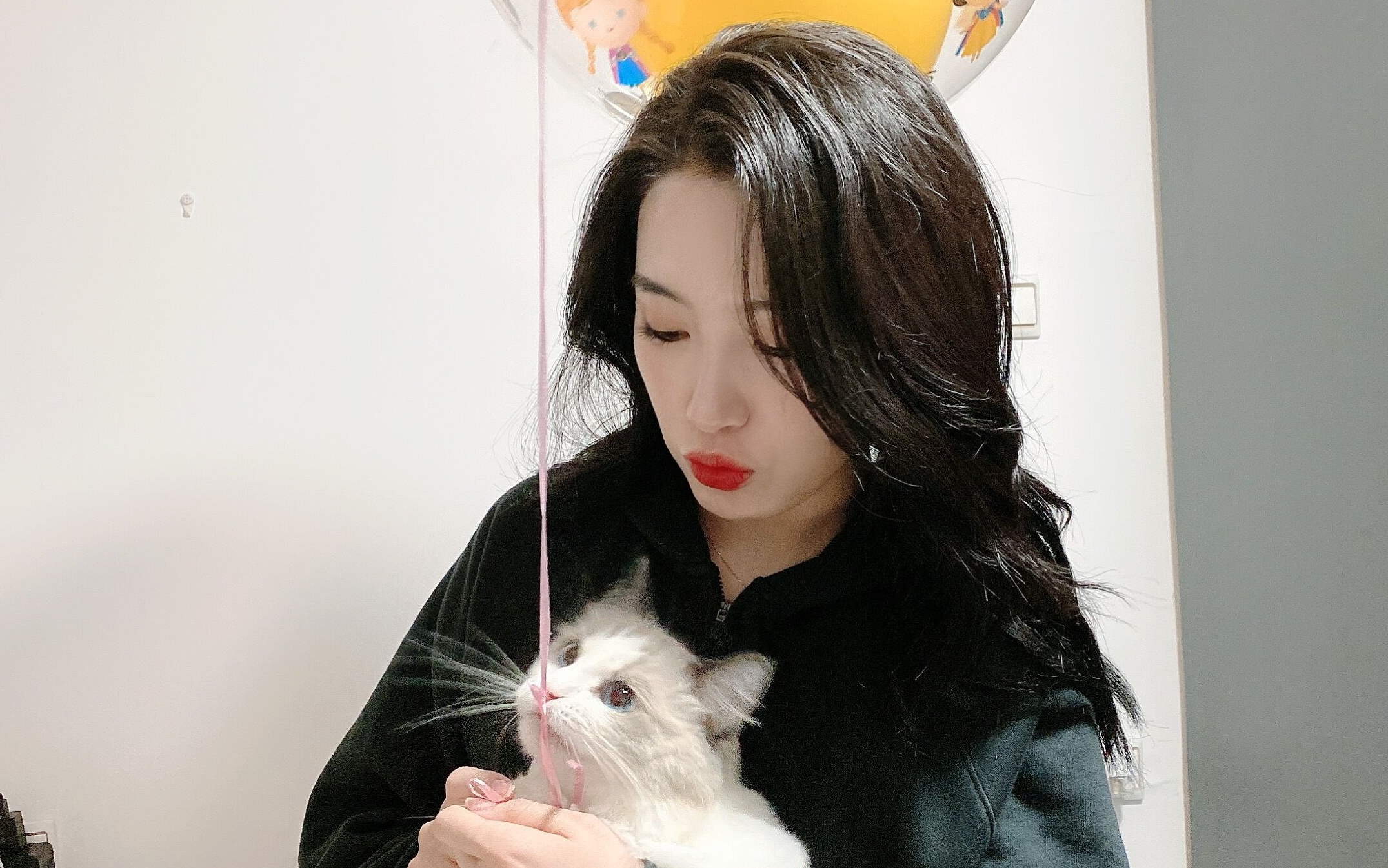 布偶猫戴萌戴安娜两周岁成长进化史贺岁视频迪路兽进化安娜ver绝美