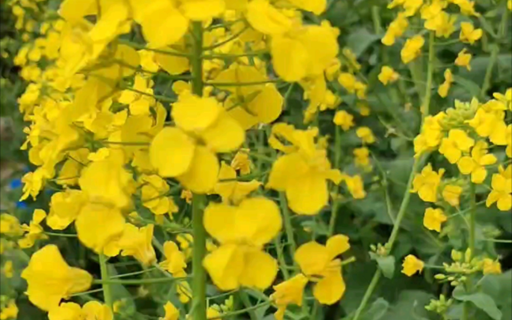 [图]油菜花开，春来到！