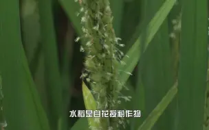 下载视频: 科普视频 | 您见过水稻开花吗？