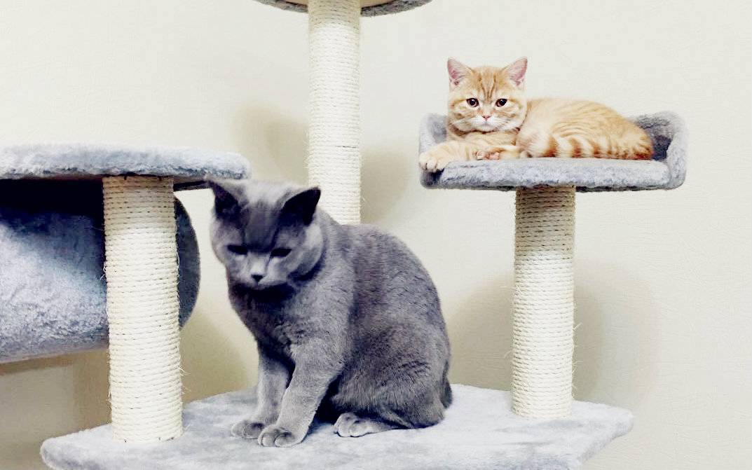 鹿皇你一定要雨露均沾啊