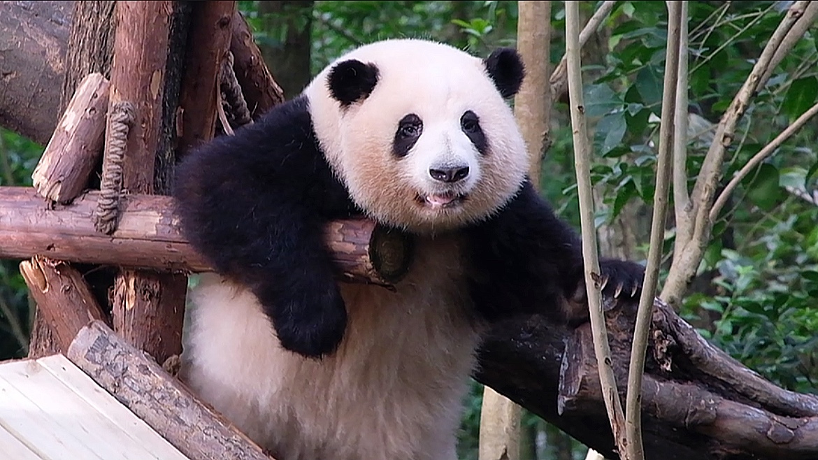 05.31 不愧是你花局!蛄蛹了半天,一出来就霸气坐滑梯指点江山!