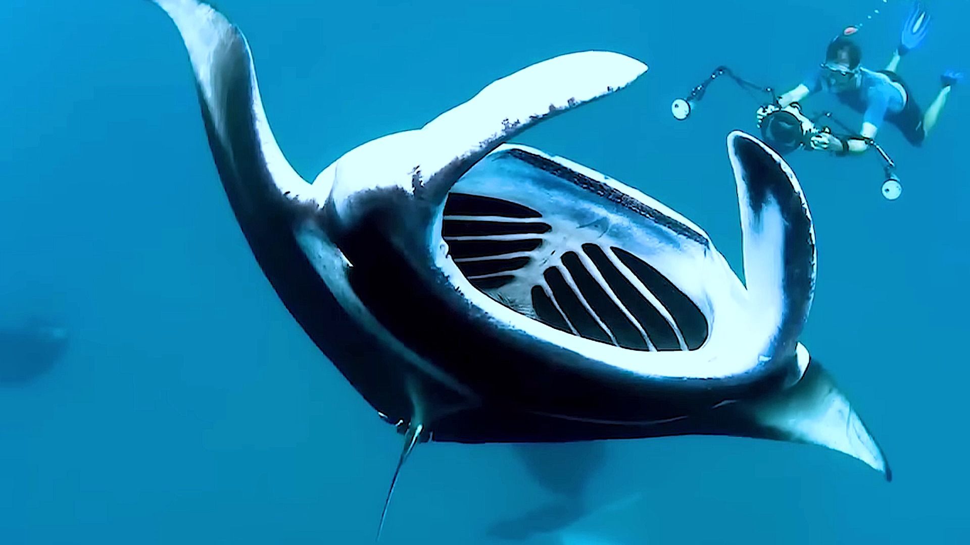 海洋中的8种巨大生物,来看看你见过哪些?