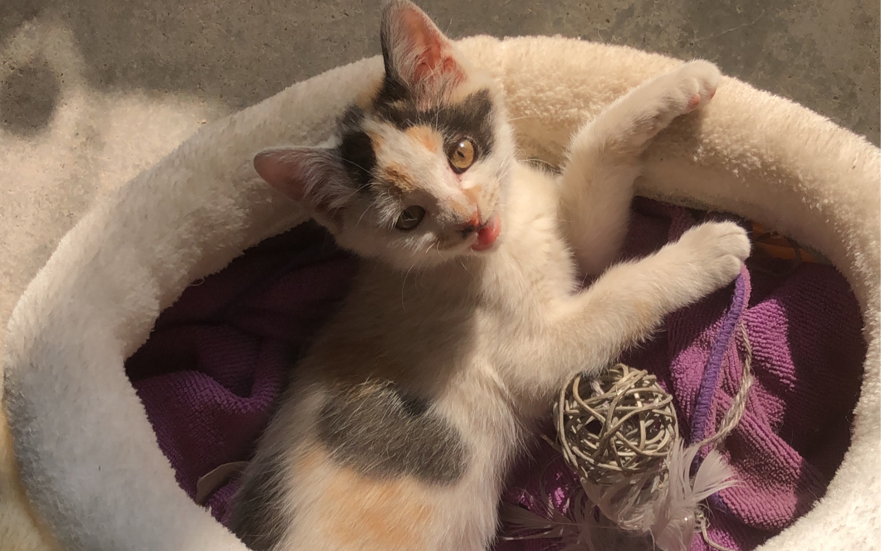 头头日光下的美喵喵