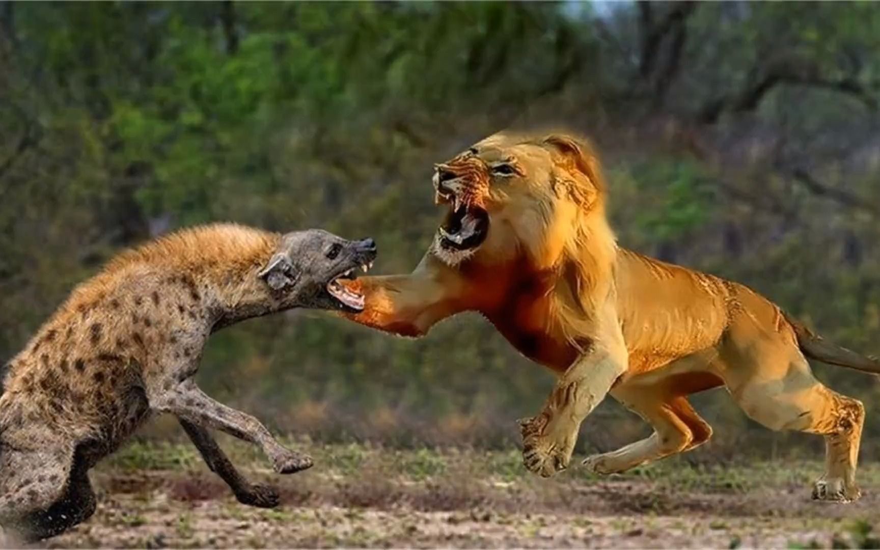 狮子vs鬣狗
