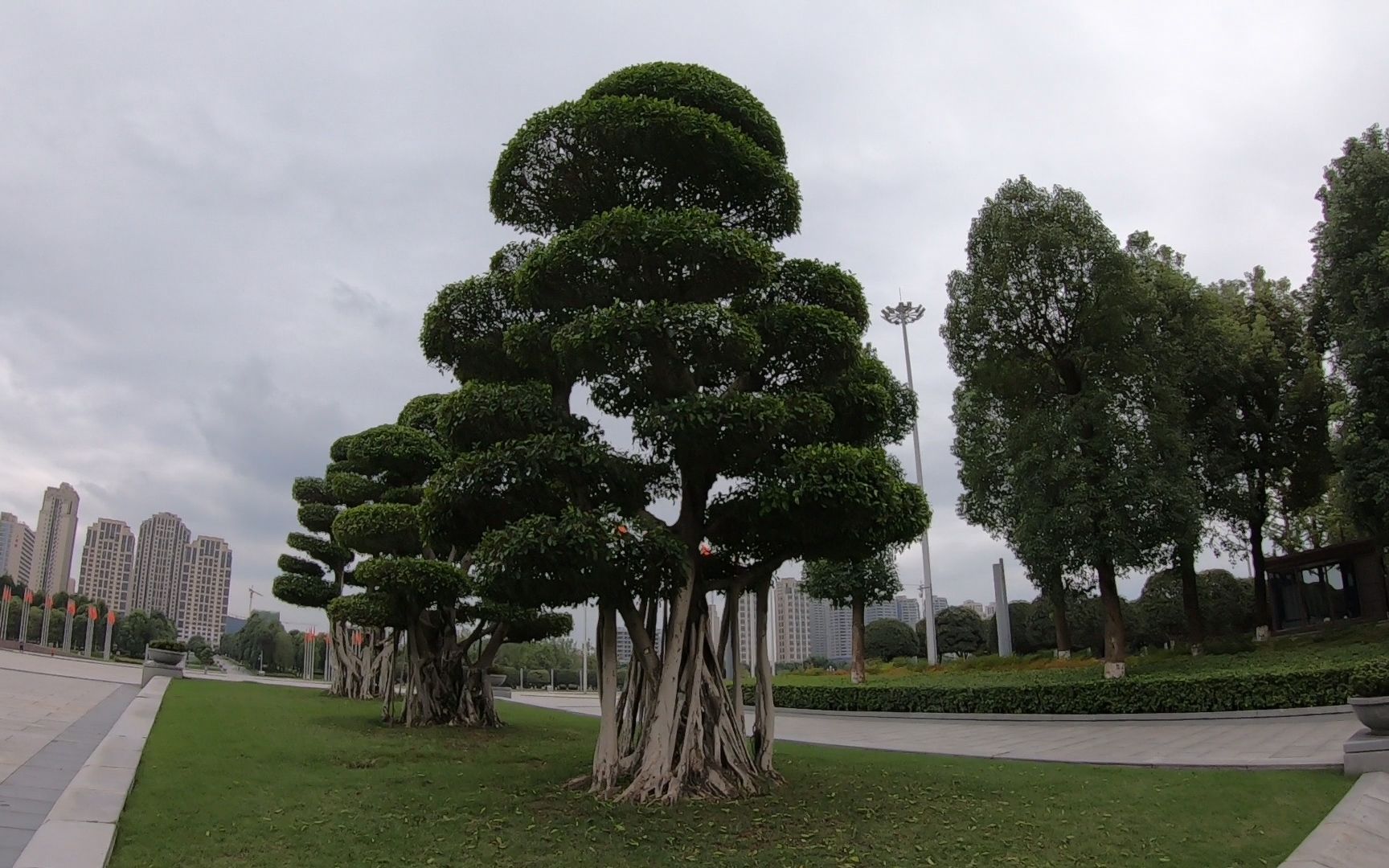 北方小伙 去重庆中央公园 像乡下人进城 这些景观树从来没见过!