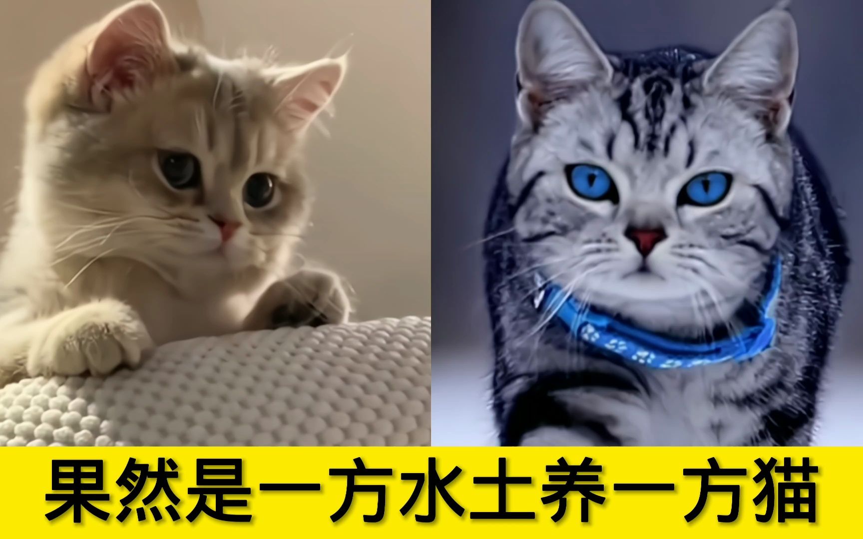 [图]果然一方水土养一方猫：牧羊人养的猫，在雪草地带领羊群前进