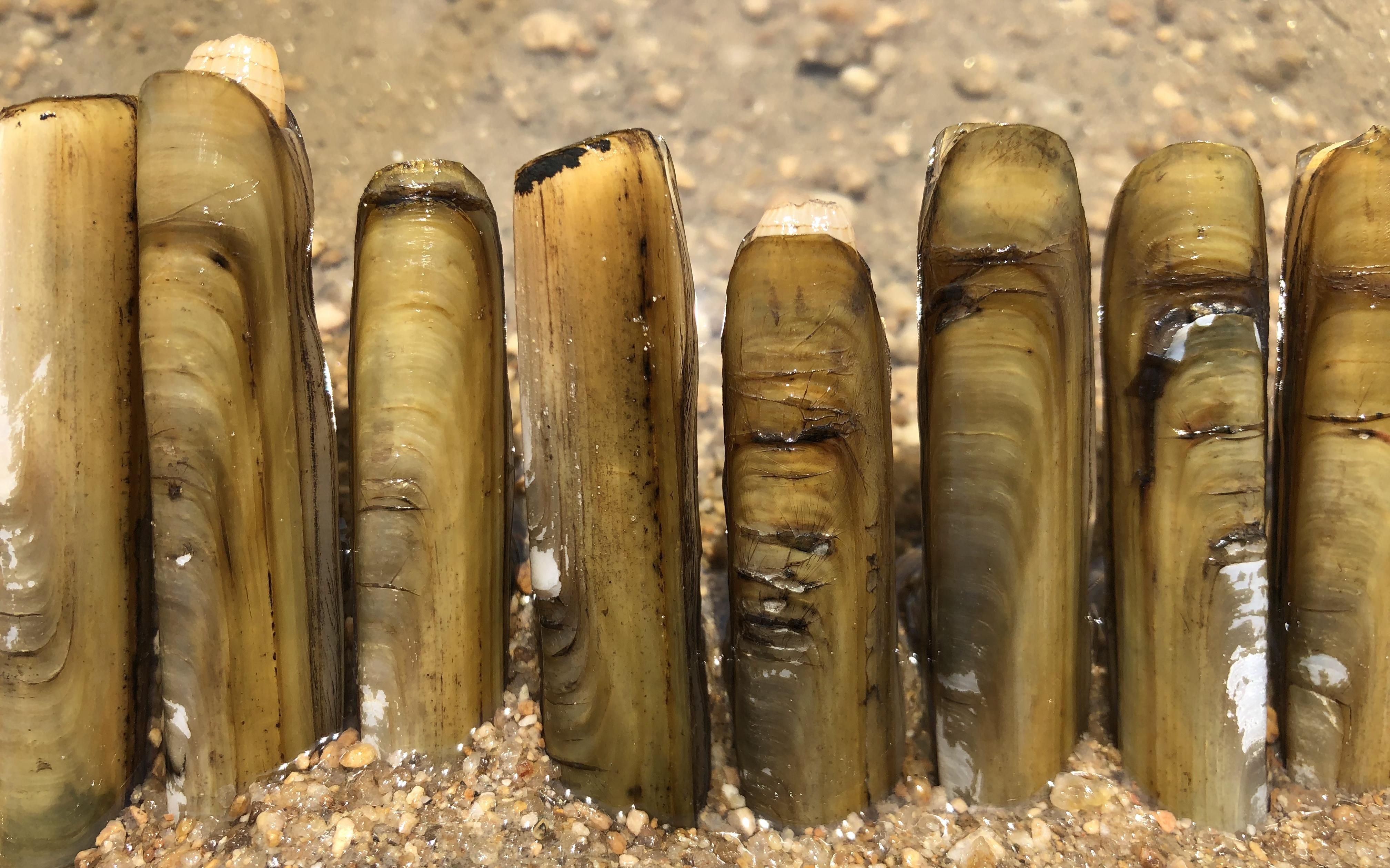 赶海二哥钓蛏子:入海口盐分比较低的沙滩下,长了很多竹节蛏子