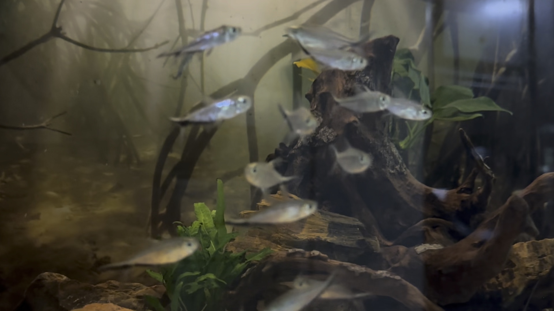 南美原生缸(2)牧鱼的一眉