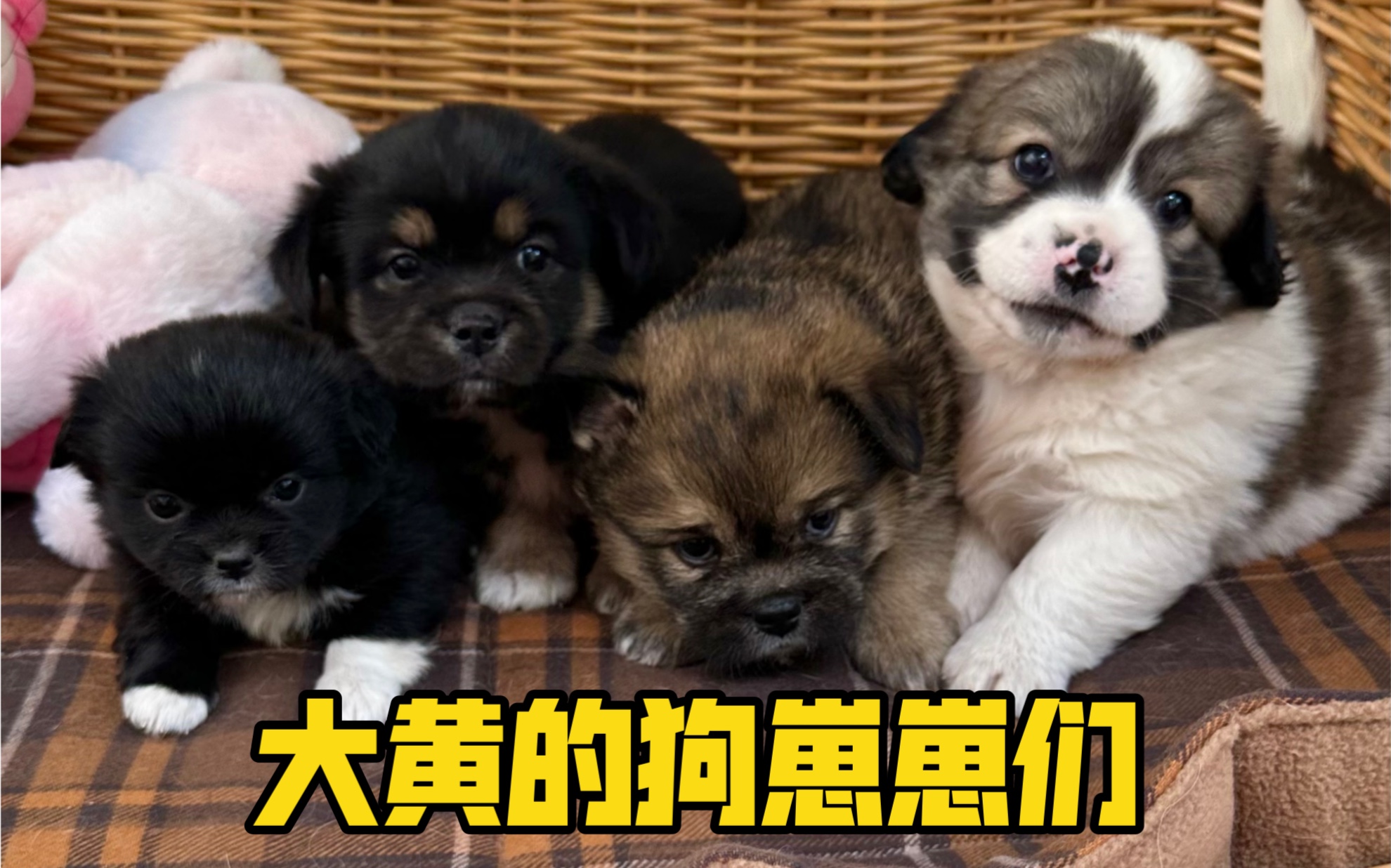 嘬嘬嘬~呼叫小狗的最佳暗号-逗比小贝基-逗比小贝基-哔哩哔哩视频