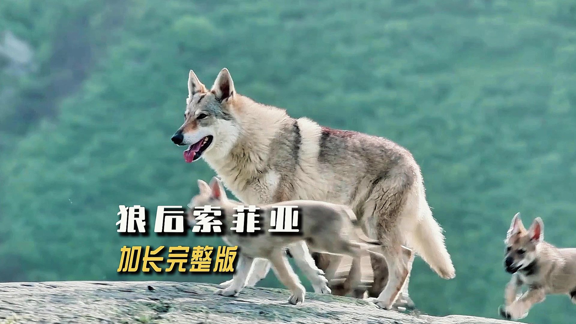 “狼后索菲亚”加长完整版