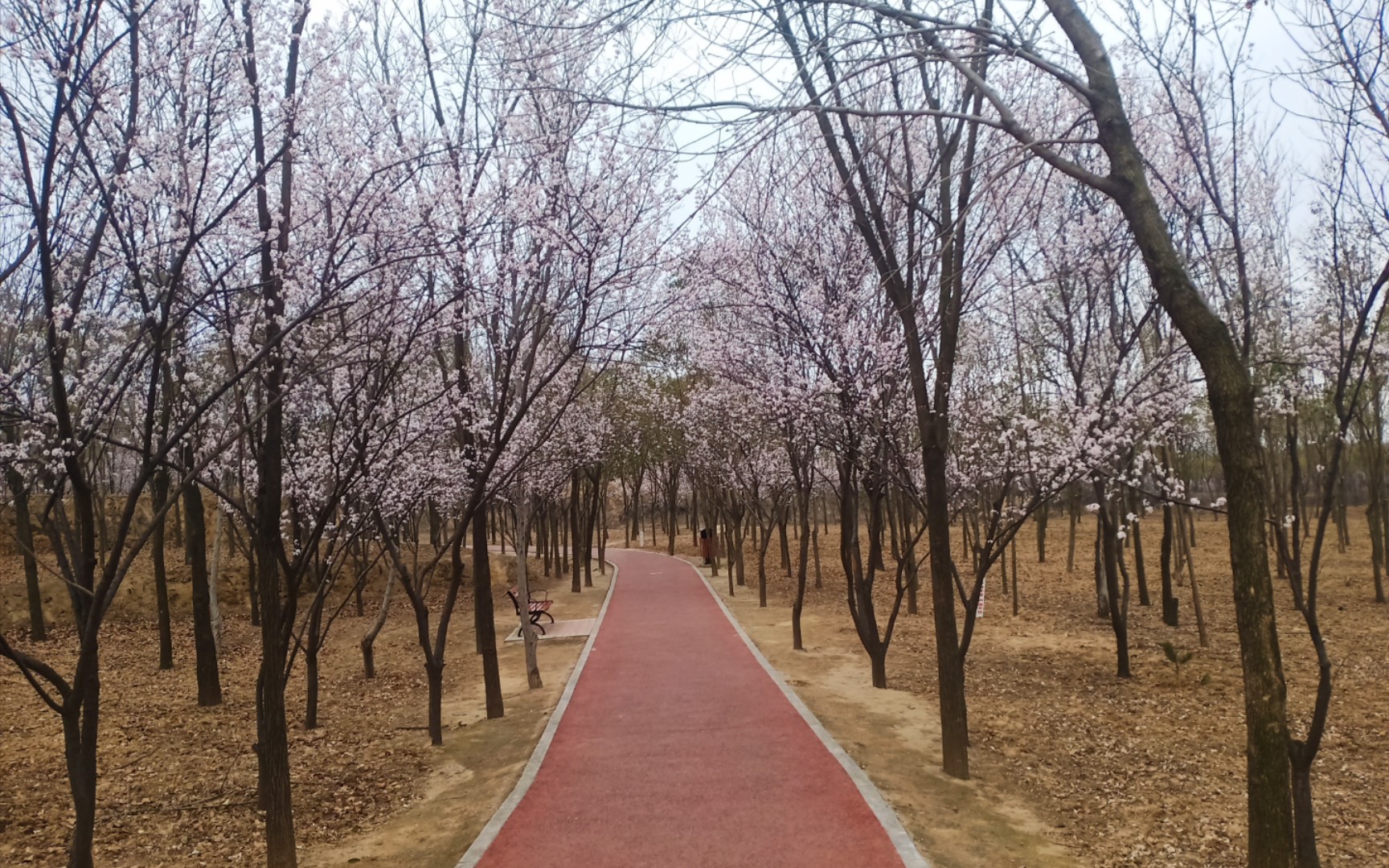 活動 鄭州樹木園,一個特別安靜的地方,很大,留一半日後有緣再來