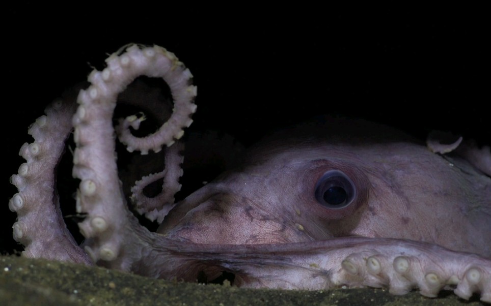 哥斯达黎加海山以及海山上的生物,原视频由SchmidtOcean发布在油管上哔哩哔哩bilibili