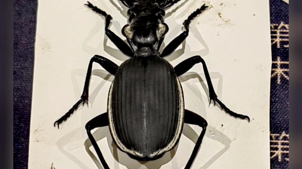 一只来自非洲的大步甲标本!