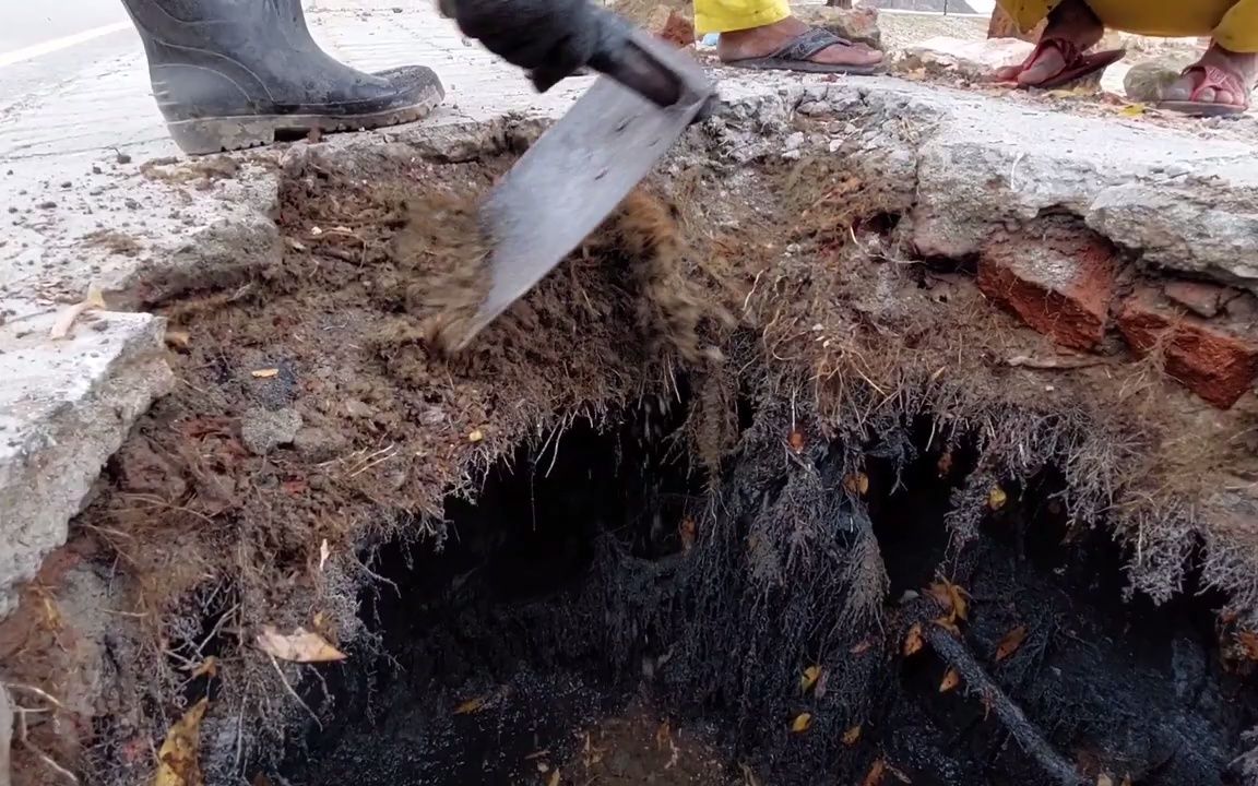 [图]印度管道工竟然在下水道挖出了一棵小树，难怪下水道堵塞了！