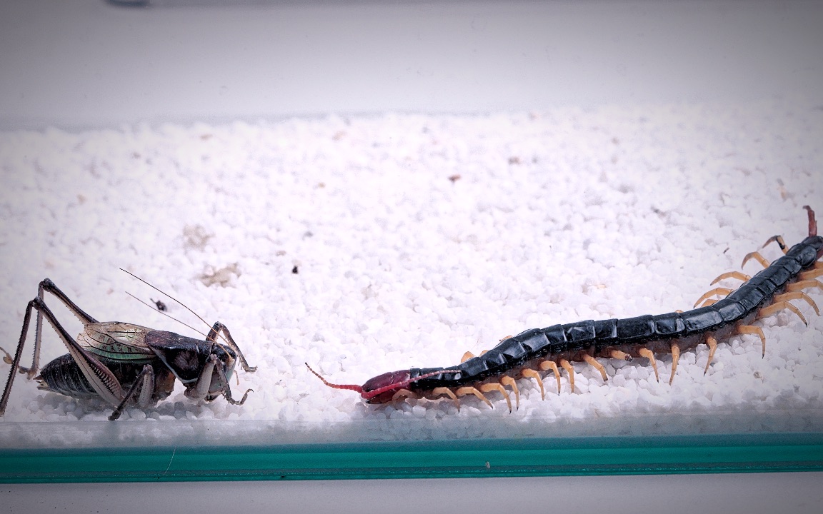 刺客蜈蚣大战呆瓜蝈蝈,蜈蚣vs蝈蝈