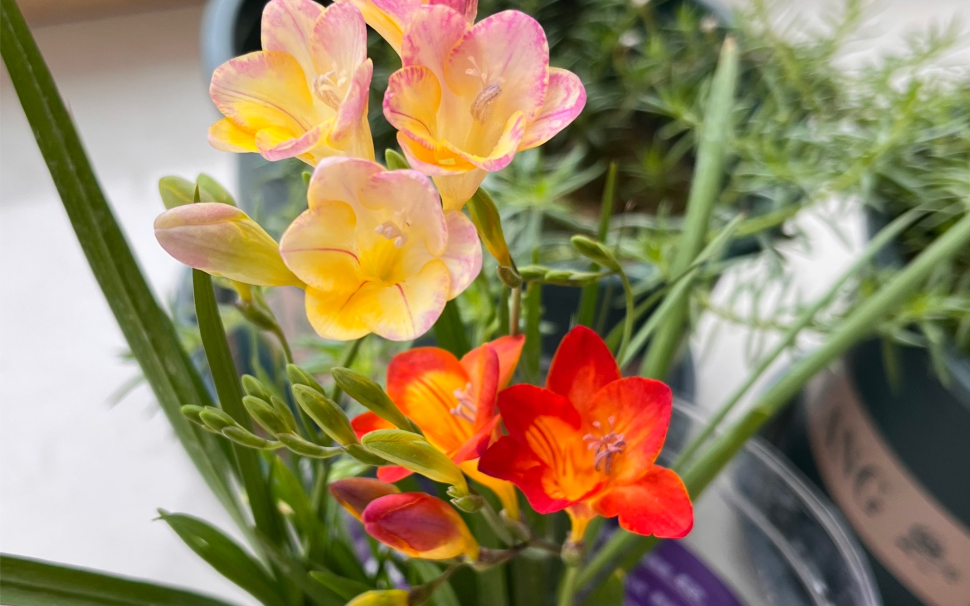 多多买菜九块九买的香雪兰开花啦