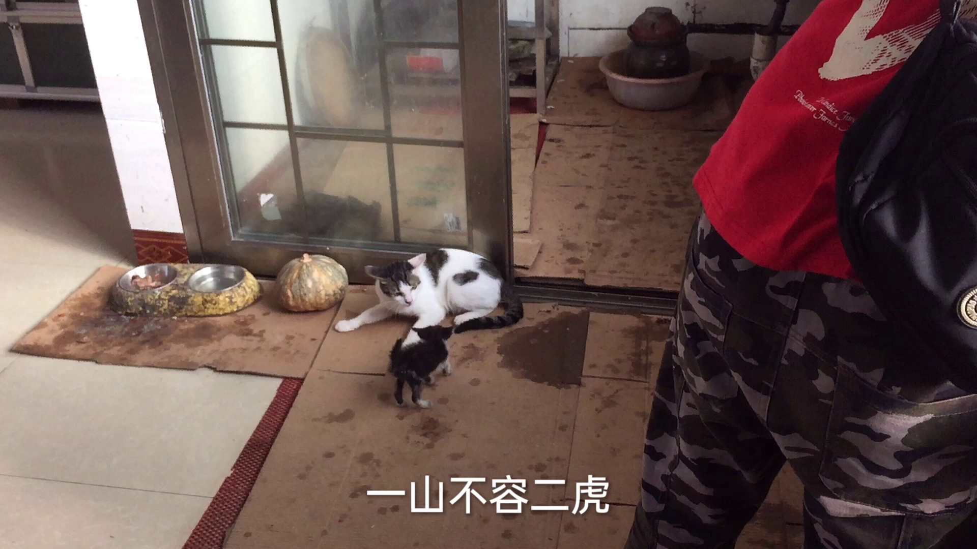 [图]一家不容二猫？家里来了一只小猫，为什么大猫怕小猫？