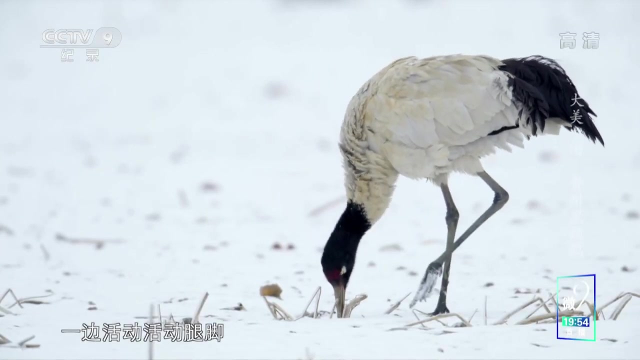 [图]《大美中国·春天系列》第10集 冬逝春来 飞来贵州越冬的黑颈鹤继续北迁【CCTV纪录】