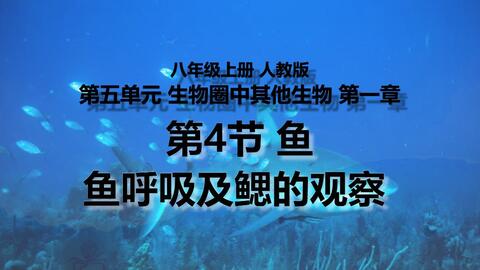 鱼鳃及鱼的呼吸 哔哩哔哩 Bilibili