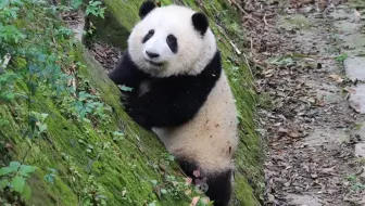 一岁多的“童模”，楼梯上摆拍呢