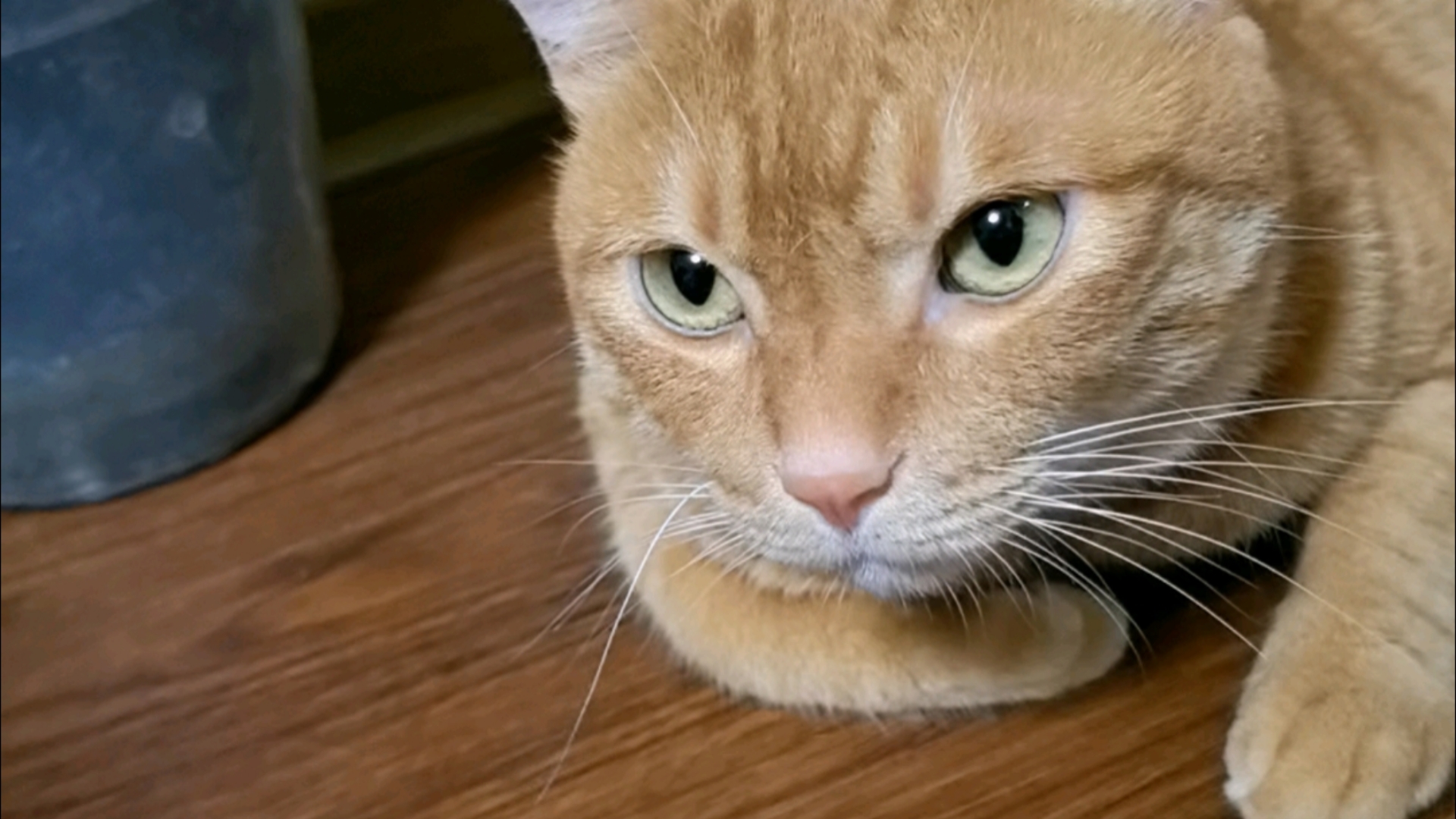 我指猫了,手还在,嘻嘻