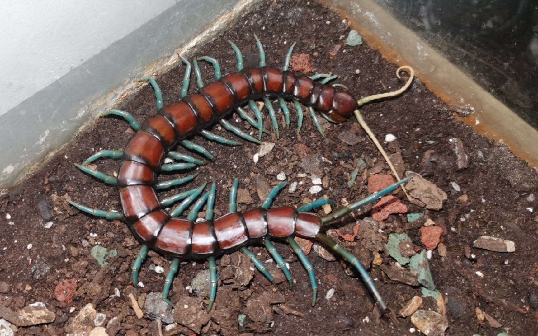 模棘蜈蚣の尾棘使用展示_哔哩哔哩_bilibili