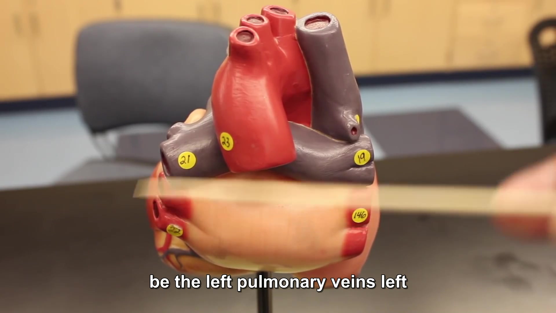 循环系统生理学