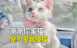 Download Video: 🐱敢不敢对猫做这5个动作❓测测你家猫的智商