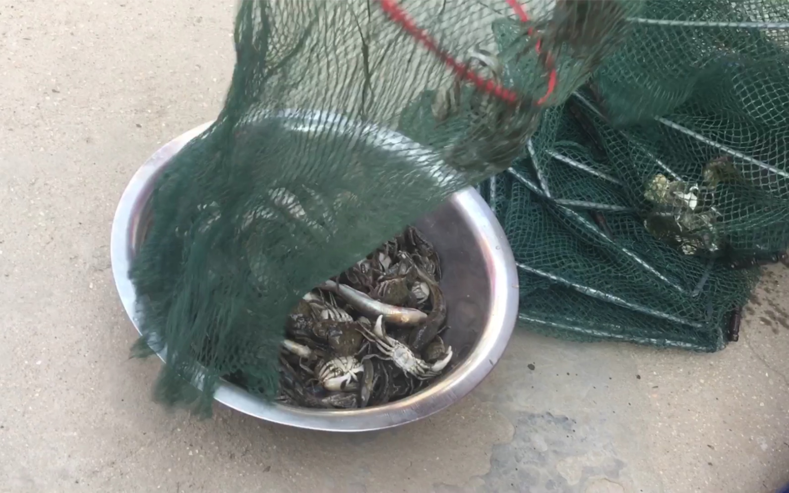 地笼里密密麻麻的小螃蟹,可以用来做香辣蟹