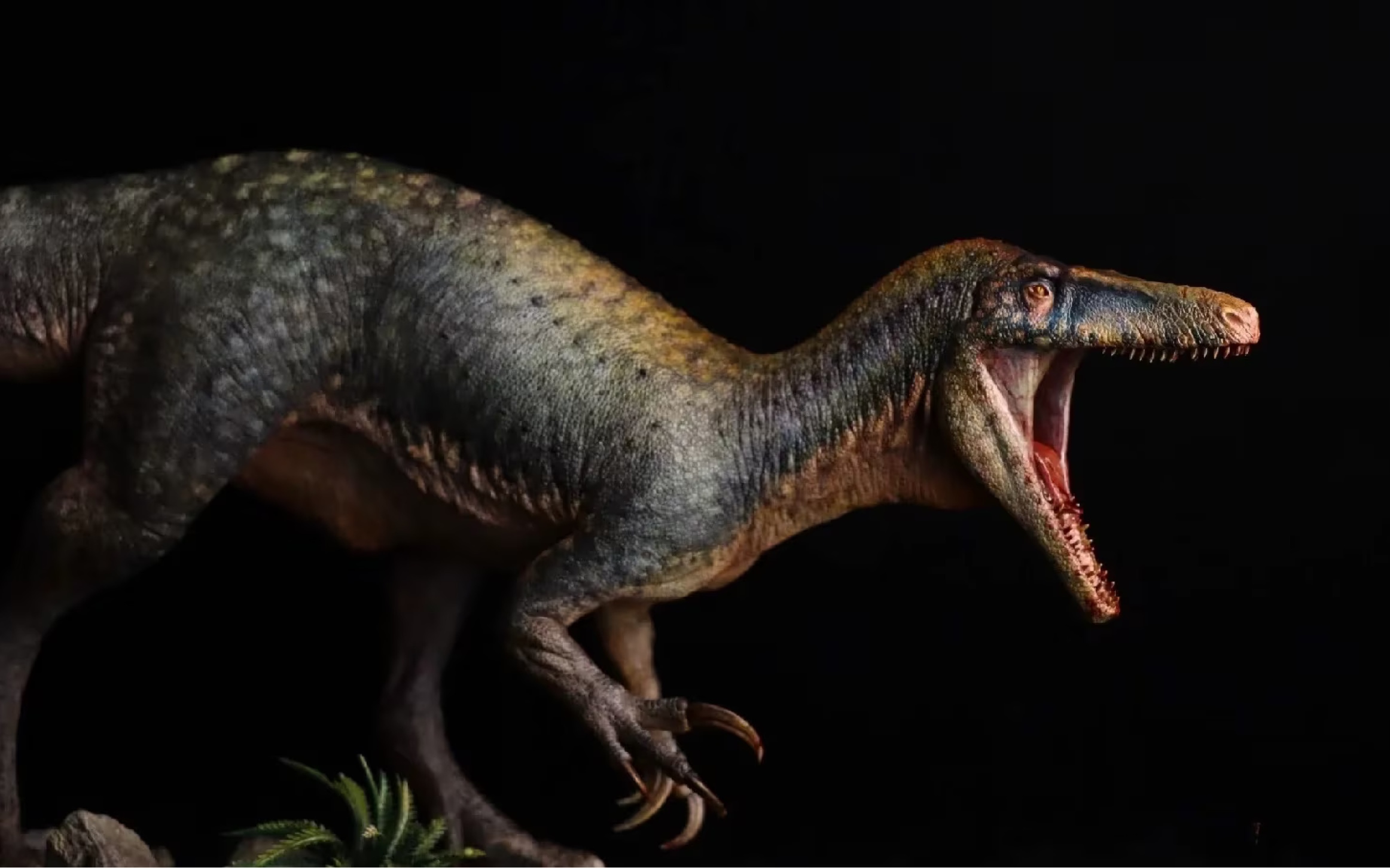 吉兰泰龙(chilantaisaurus tashuikouensis)自制模型展示