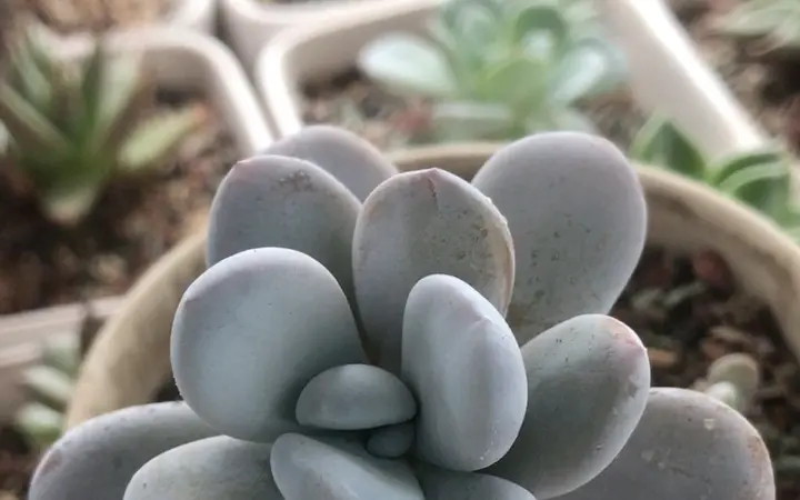 多肉植物雪美人Pachyphytum cuicatecanum 原产地为墨西哥瓦哈卡州叶片 