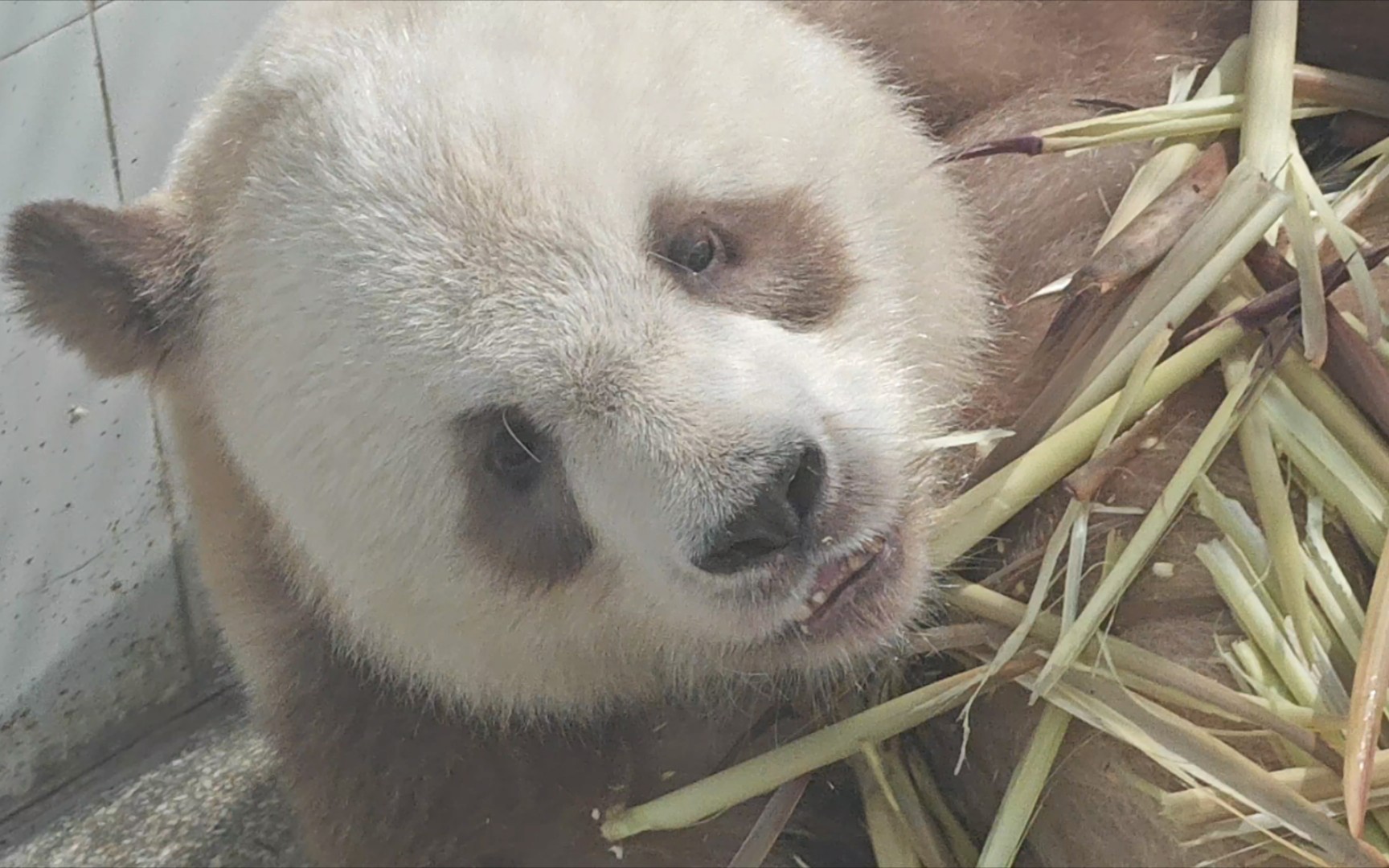 [大熊猫七仔]这枚呆萌可爱的巧克力谁能不爱呢?