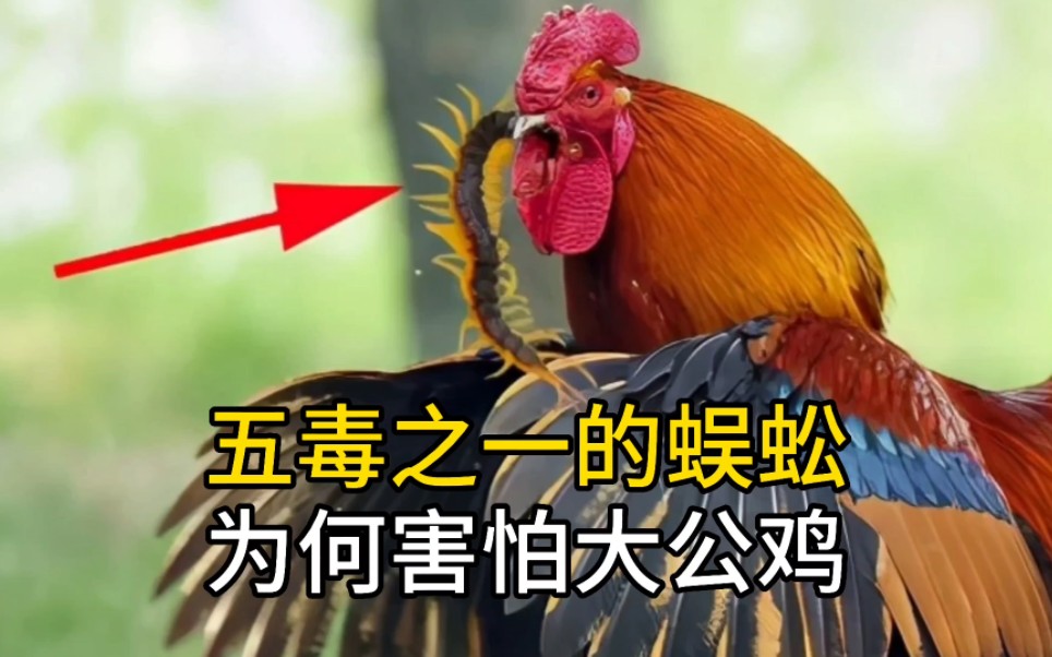 五毒之一的蜈蚣为何害怕大公鸡
