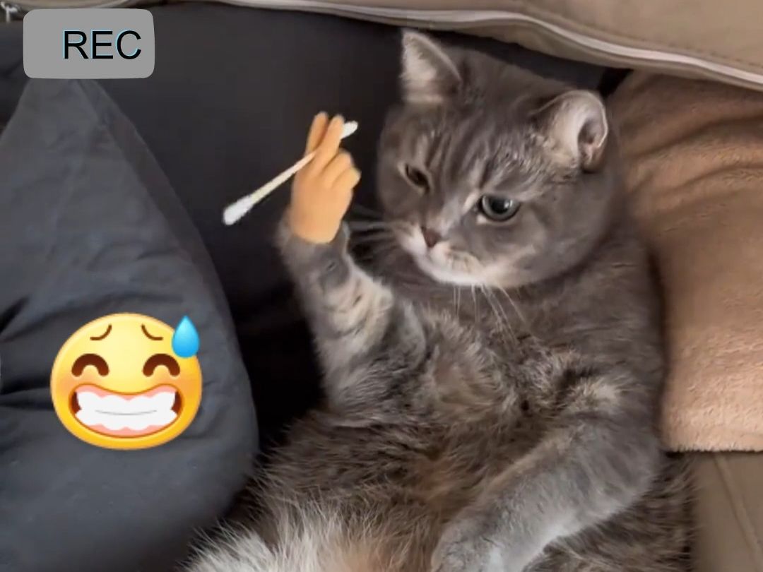 主人给猫咪戴上手指手套,下一秒猫咪竟娴熟地开始"抽烟".