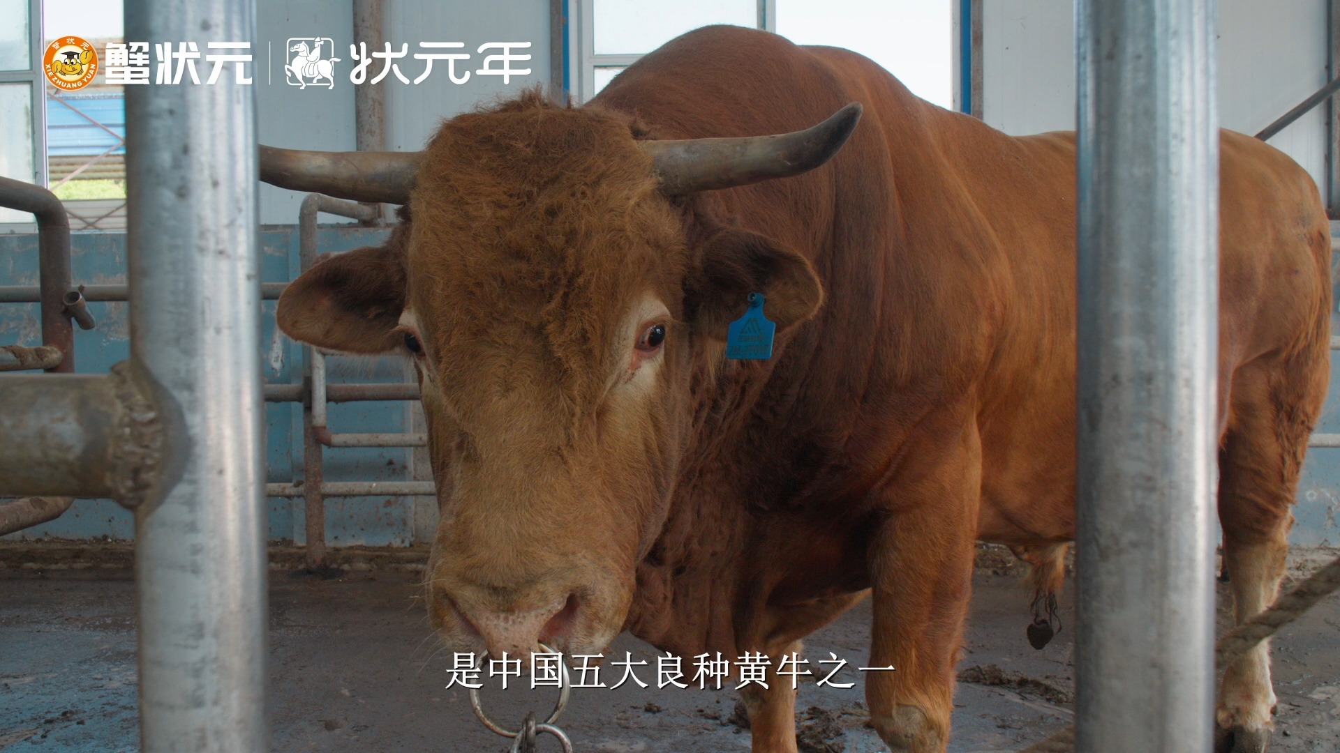 蟹状元年货品牌状元年延边黄牛:走访送礼走心又撑得住场