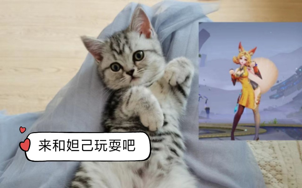 猫快给我变表情包原图图片