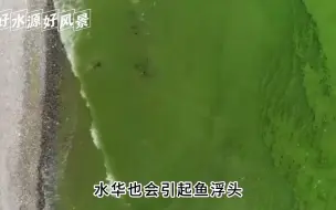 水生植物光合作用减弱，为什么会引起水体缺氧？