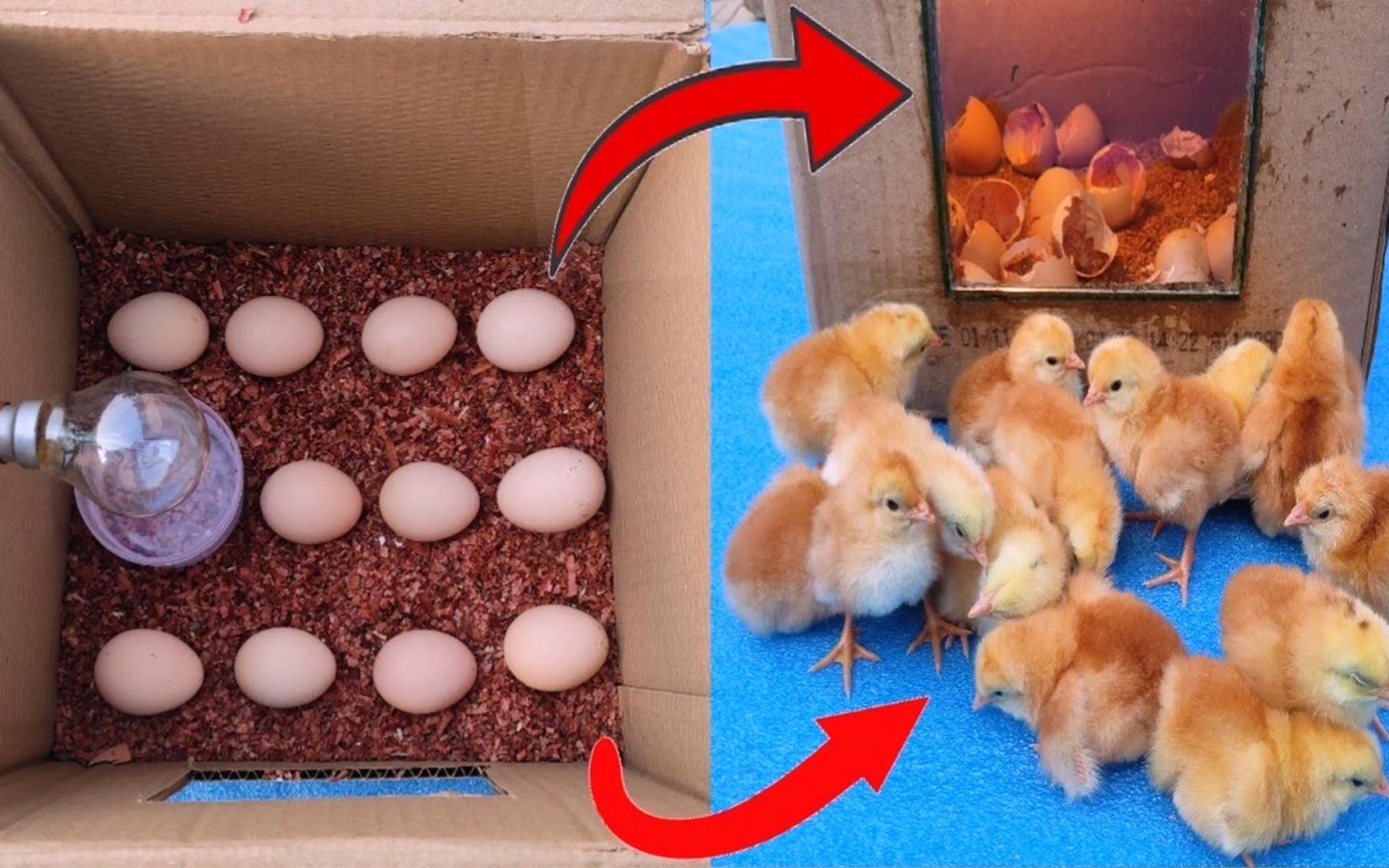 仅仅只需利用一个纸箱,就能成功制作出小鸡孵化箱,真是太方便了