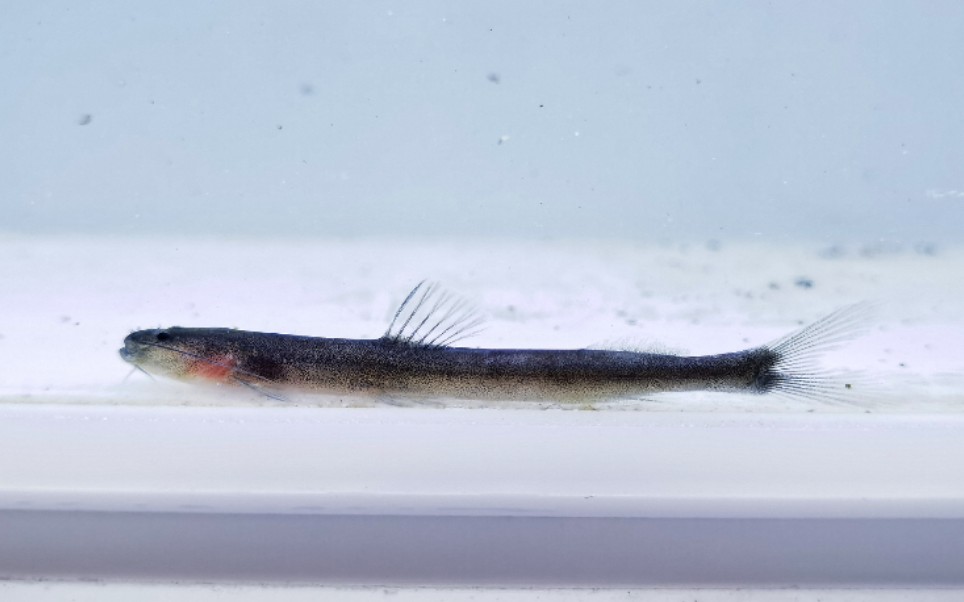 南美剑鳍鲶(gladioglanis conquistador)_哔哩哔哩_bilibili